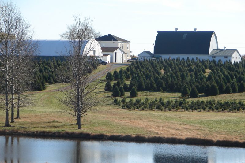 Tree Farm, Lake